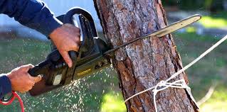 Trusted Provo, UT Tree Care Services Experts